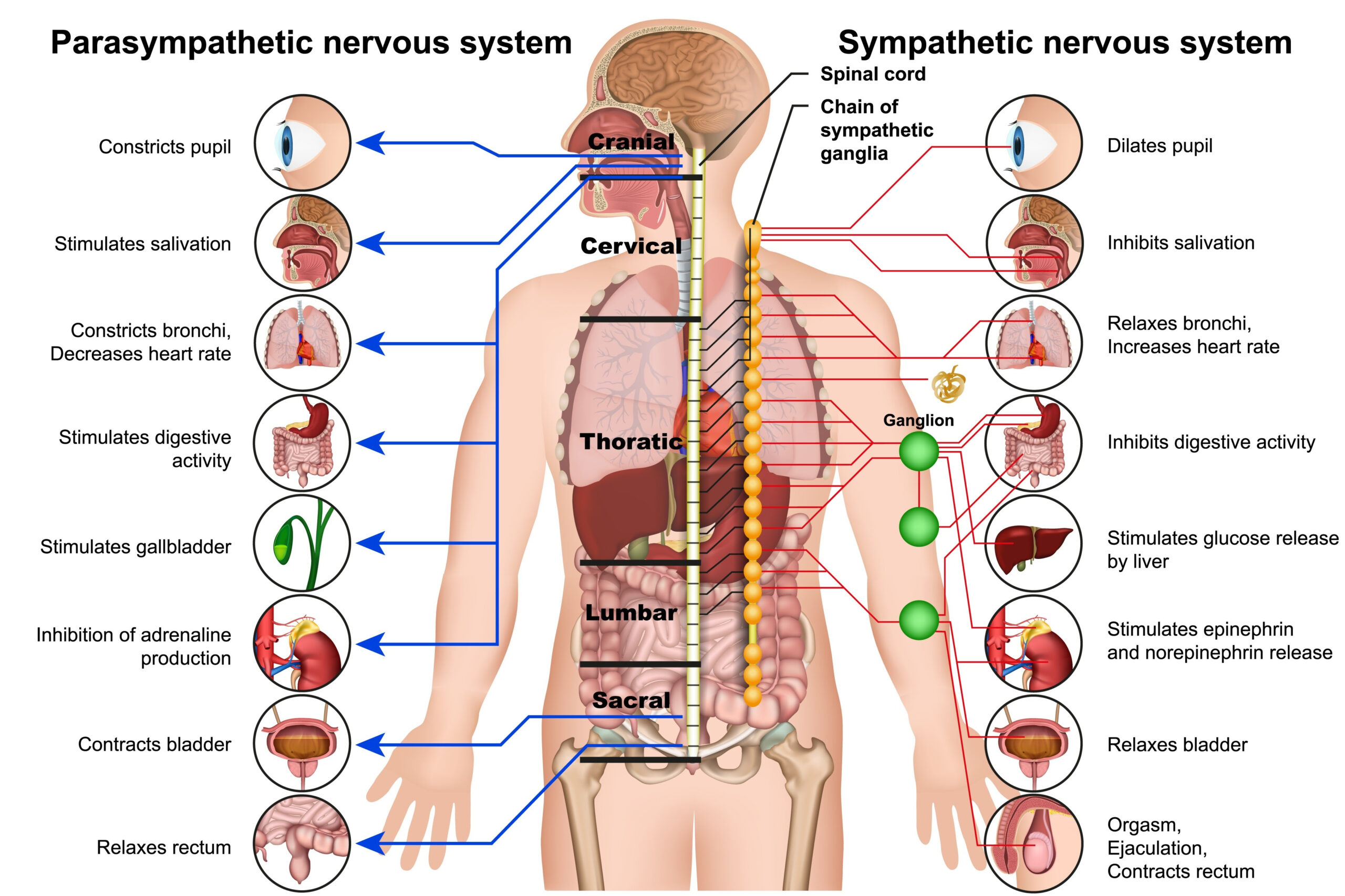 Reguler dit nervesystem med massage